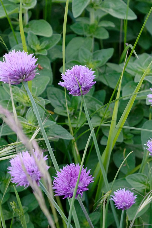 Schnittlauch im Garten