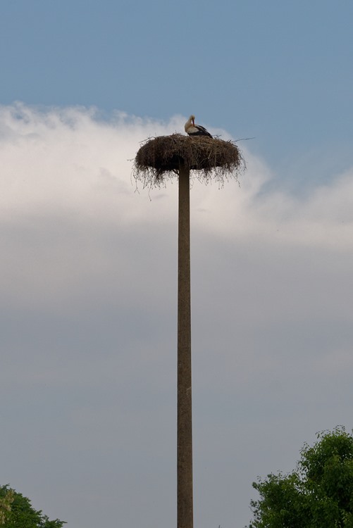 Der Storch in Wegezin