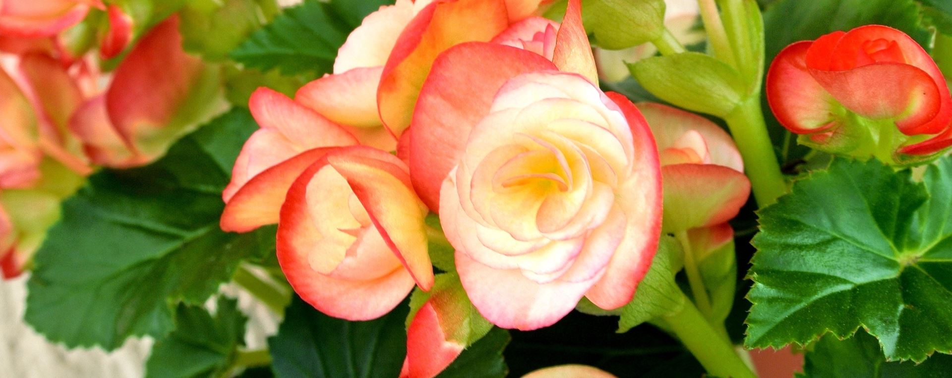 Frauentag in Wegezin