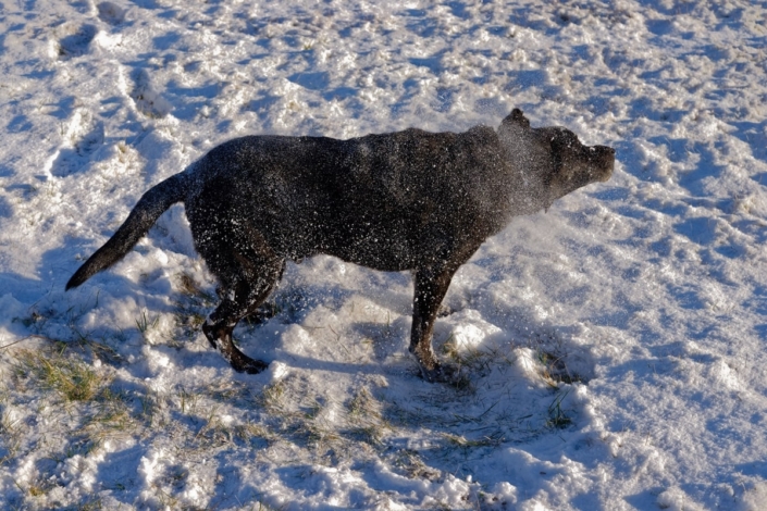 Willi bei der Morgenwäsche im Pulverschnee 07