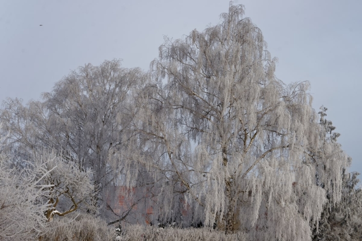 Birke im Eismantel breit 13