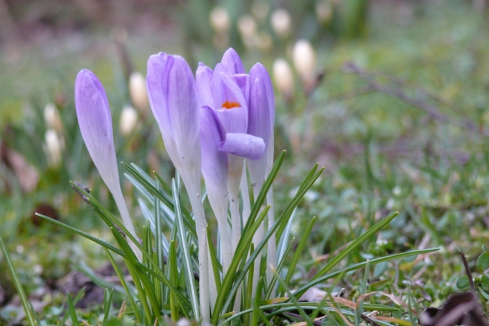 Zartes Frühlingserwachen 35