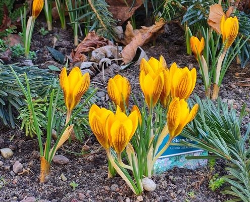 Gelber Krokus von Horst