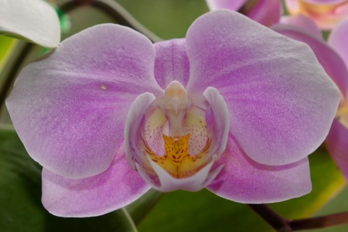 Orchideentraum 50