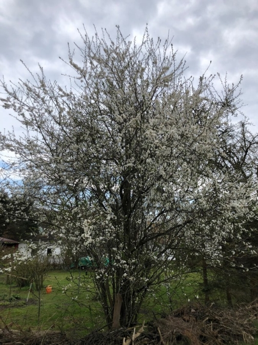 Blütenbaum 53