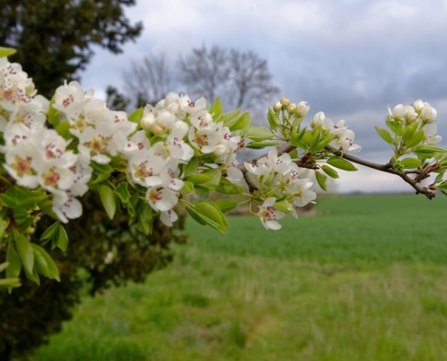 Mosaik der Natur 58