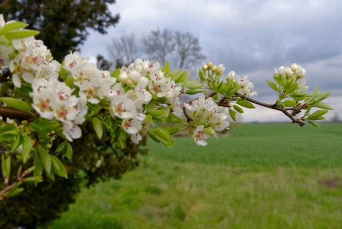 Mosaik der Natur 58