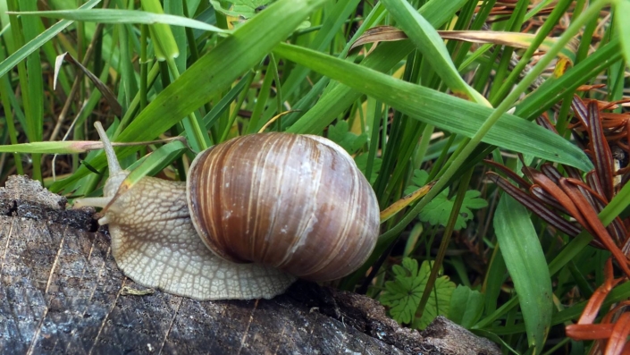 Noch ne Schnecke 68