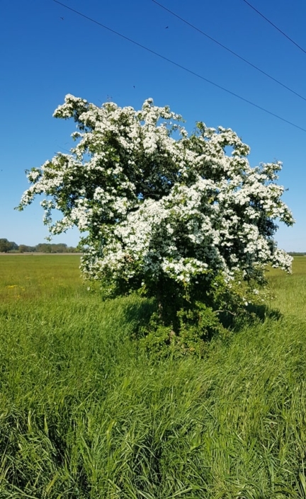 Blütenbaum 74