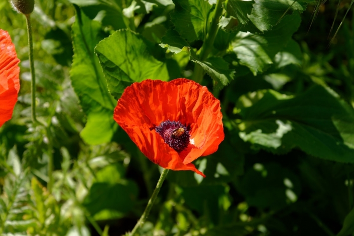 Klatschmohn 79