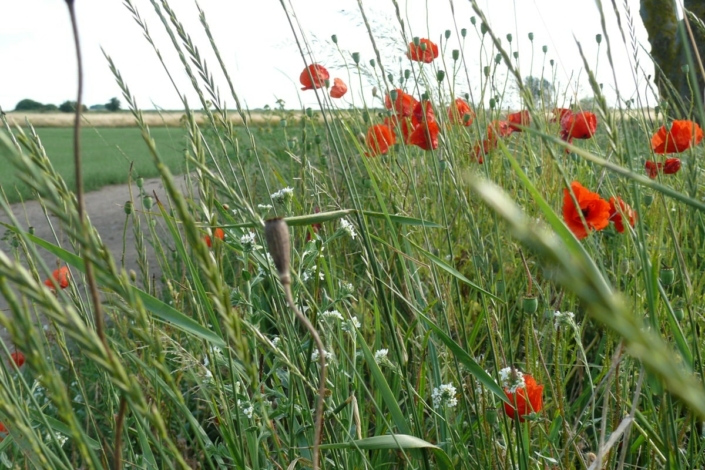 Blühende Landschaft 85