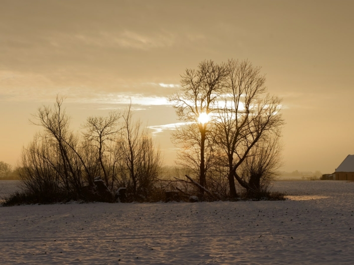 Der Sonnenbaum 169